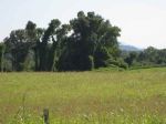 Lot 2 County Road 408 Englewood, TN 37329 - Image 1708512