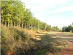 LOT 9 LANIE ACRES RD Andalusia, AL 36474 - Image 2006703