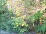 LONG LEAF LN Leonardtown, MD 20650 - Image 1131220