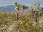 578d Wyatt Earp Rd Yucca, AZ 86438 - Image 981121