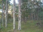 Lot 1 Pash Drive Trego, WI 54888 - Image 142063